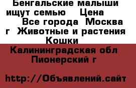 Бенгальские малыши ищут семью) › Цена ­ 5 500 - Все города, Москва г. Животные и растения » Кошки   . Калининградская обл.,Пионерский г.